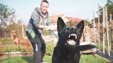 Top 10 Most Dangerous Dog Breeds