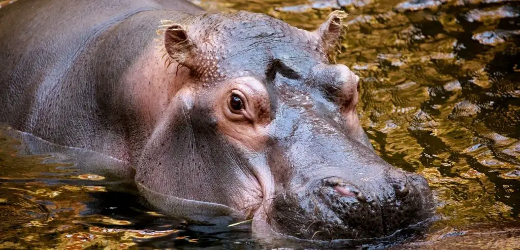 hippo hippo