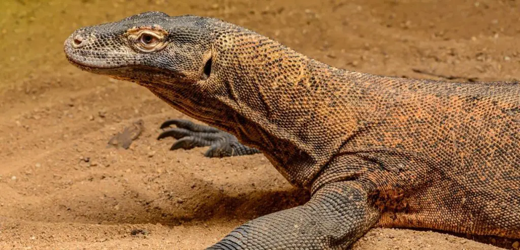 komodo dragon komodo dragon