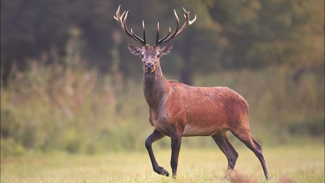 A wild red deer in natural environment A wild red deer in natural environment