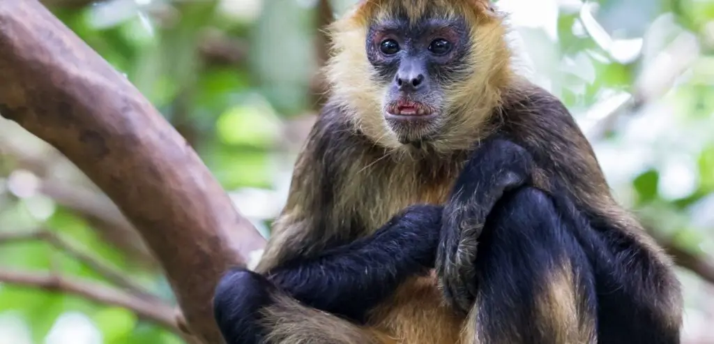 spider monkey spider monkey