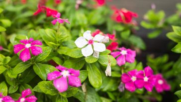 10 Fun Facts About Rosy Periwinkle