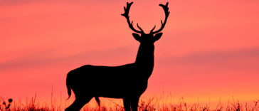 10 Reasons Why Hunting Should be Banned
