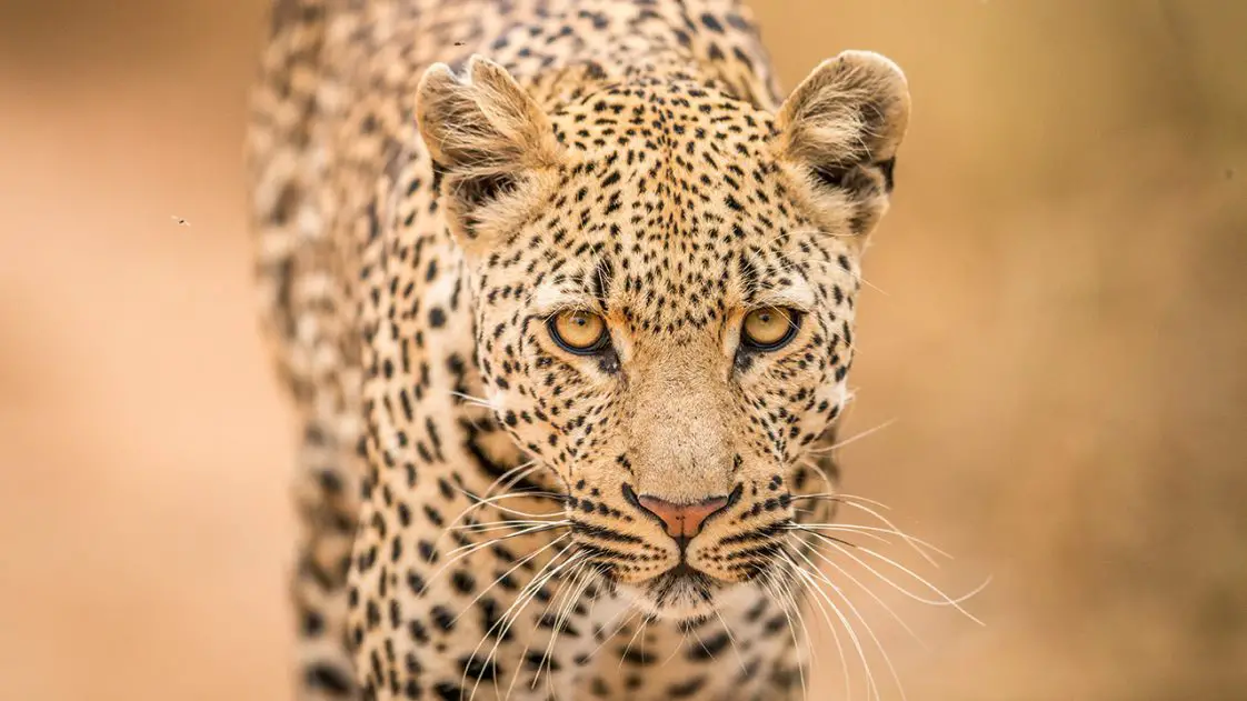 14 Unexpected and Short Facts About Leopards • Pop Listicle
