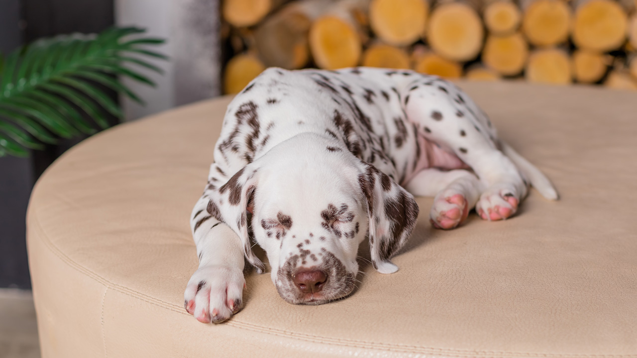 A sleeping dalmatian