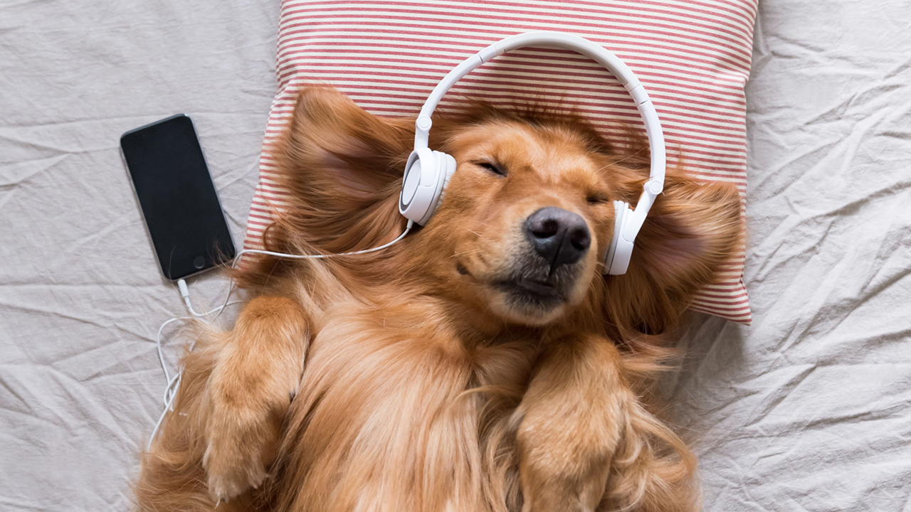 A dog with a phone listening to some dog jams