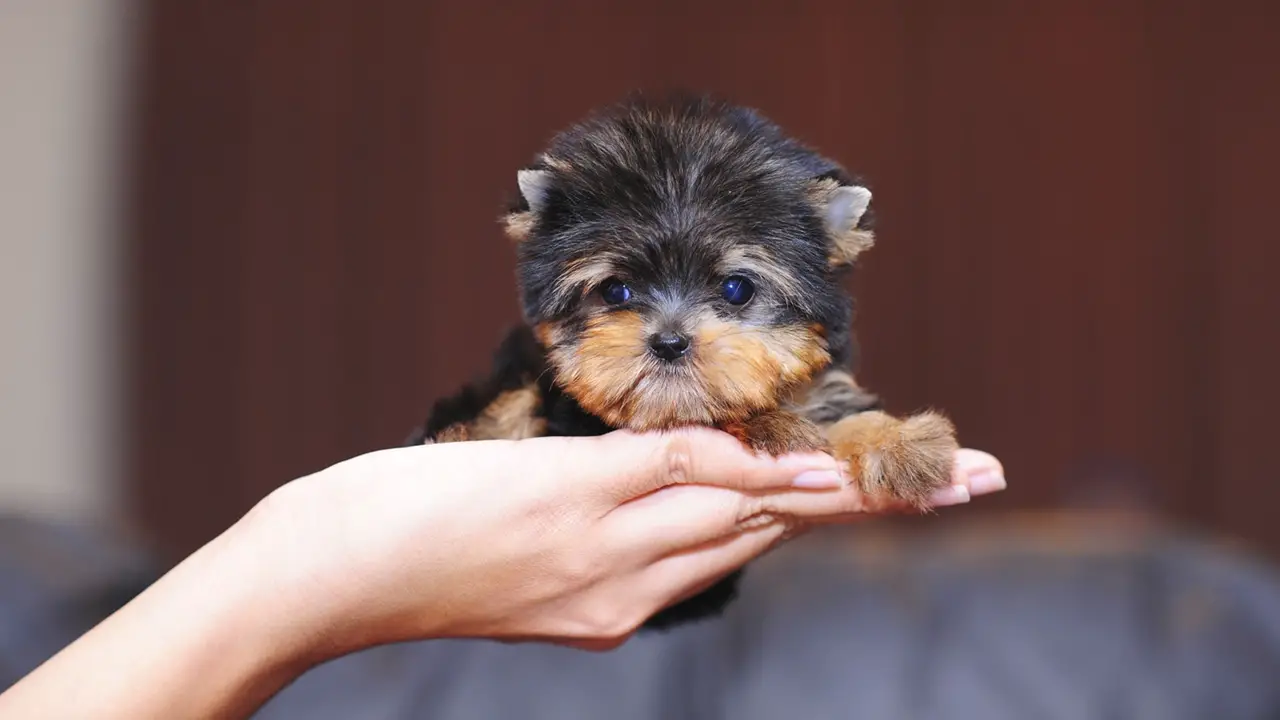 facts about teacup puppies
