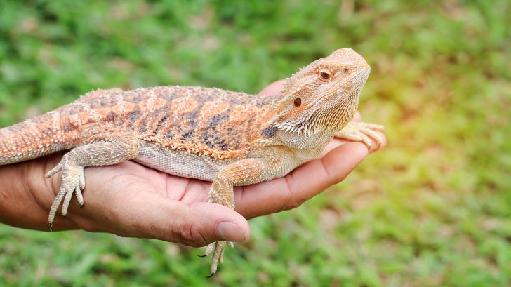 32 Exotic Animals You Could Legally Own Bearded Dragons