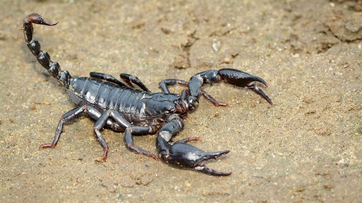 32 Exotic Animals You Could Legally Own Emperor Scorpions