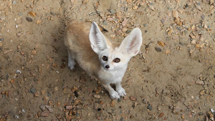 32 Exotic Animals You Could Legally Own - Fennec Foxes