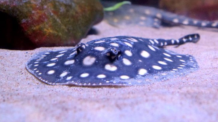 32 Exotic Animals You Could Legally Own Freshwater Stingrays