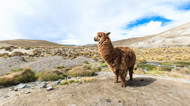 32 Exotic Animals You Could Legally Own - Llamas