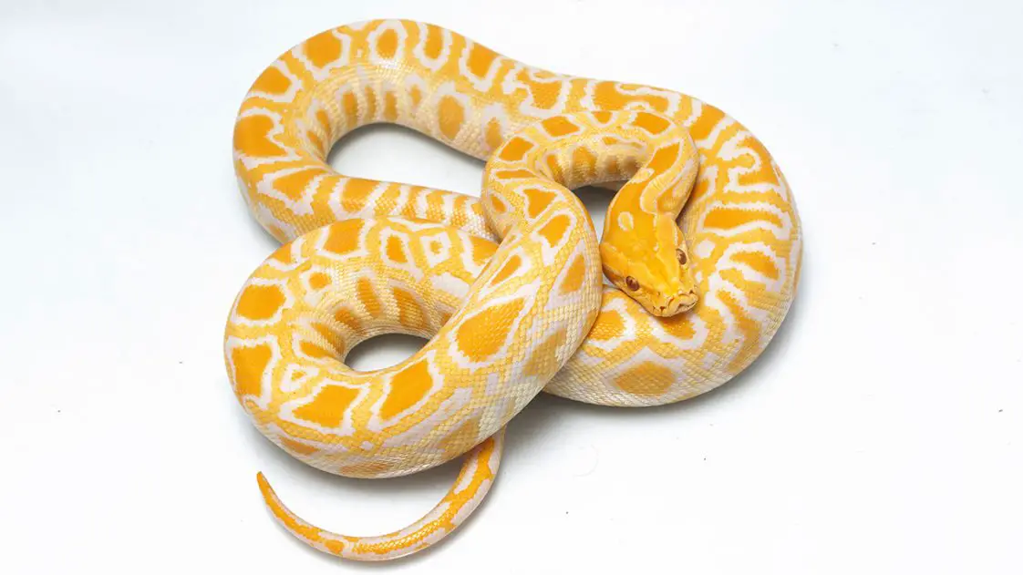32 Exotic Animals You Could Legally Own • Pop Listicle