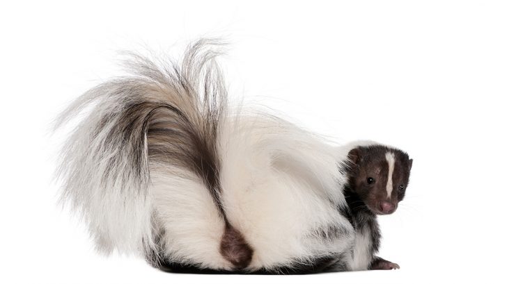 32 Exotic Animals You Could Legally Own - Skunks