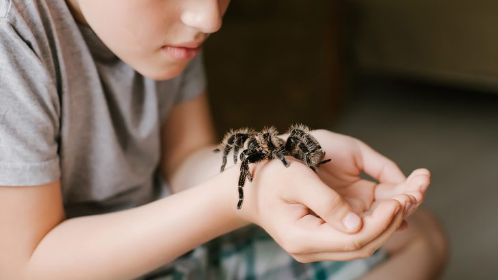 32 Exotic Animals You Could Legally Own - Tarantula