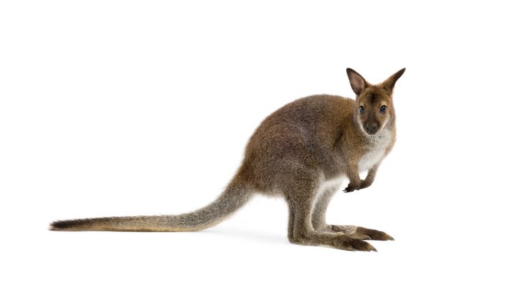 32 Exotic Animals You Could Legally Own Wallabies