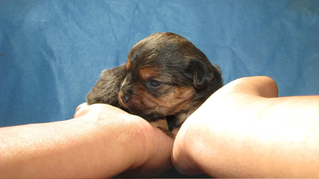 4 weeks old Teacup Yorkie