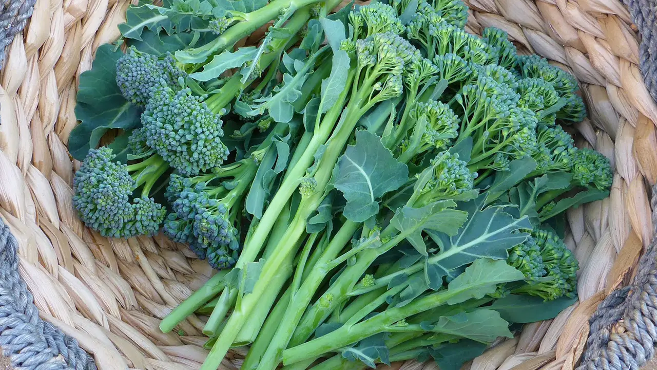 Apollo Broccoli in a basket