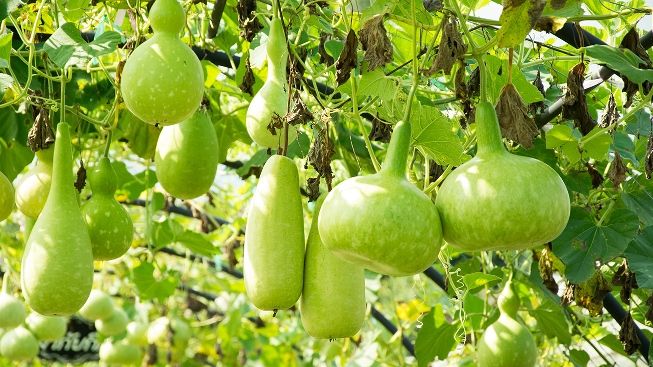 Calabash, also known as bottle gourd, hanging from it's parent tree