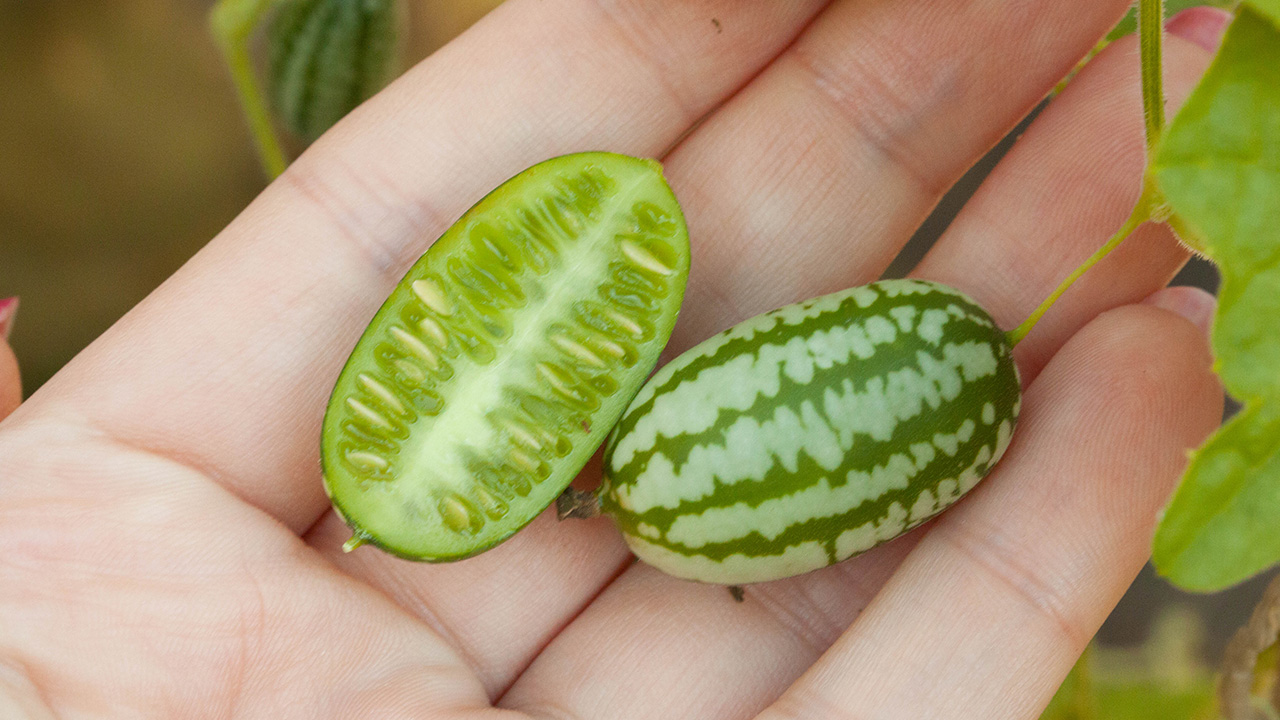 Cucamelons in hand for size comparison