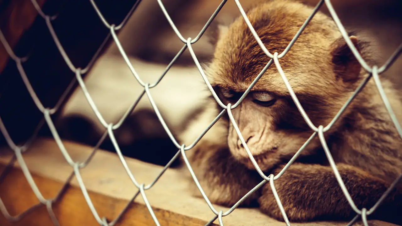 A caged and sad monkey