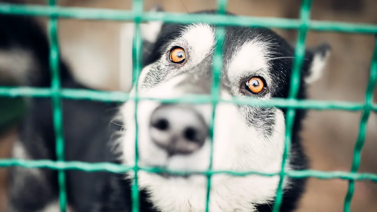 A dog behind bars at the clinic