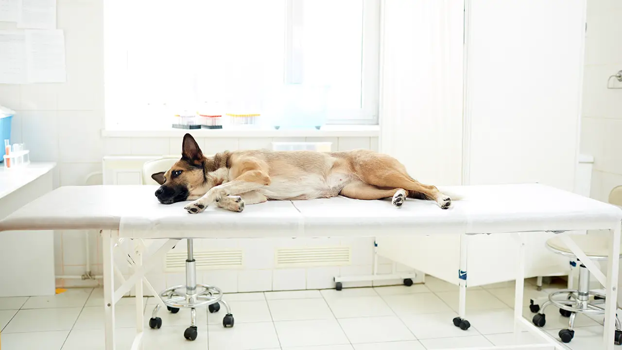 A sad dog laying on a bed at the clinic