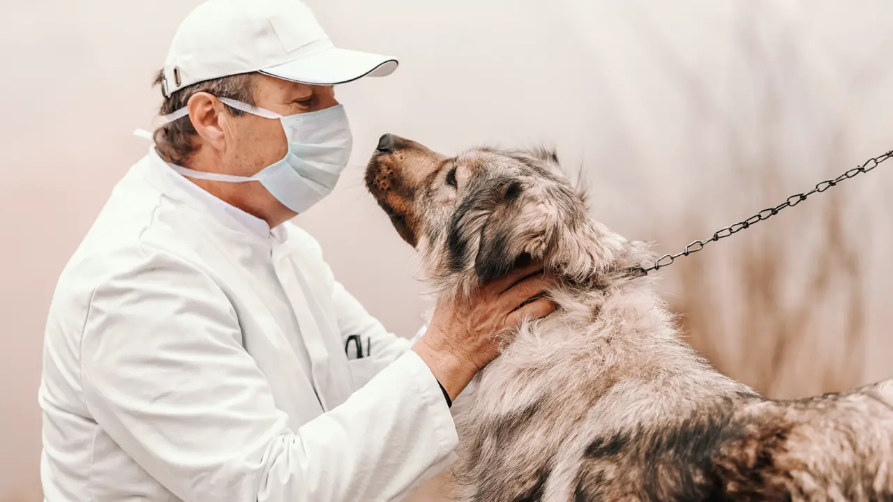 A senior veterinarian checking on dog on leash