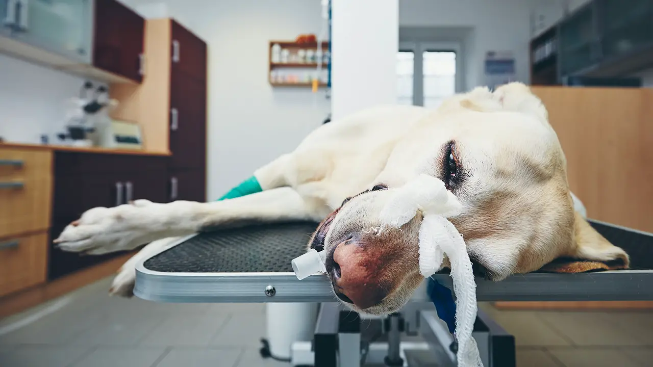 A sick dog at the animal hospital