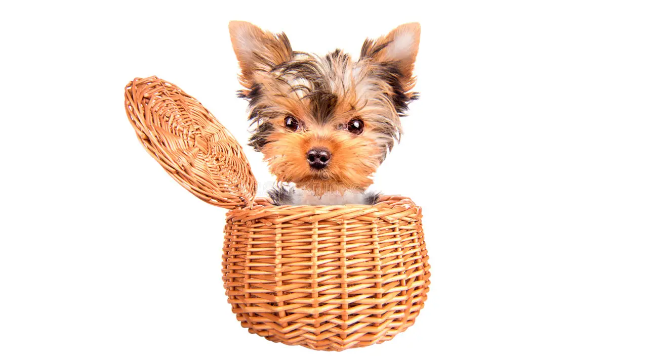 Adorable Teacup Yorkshire pup in a small basket