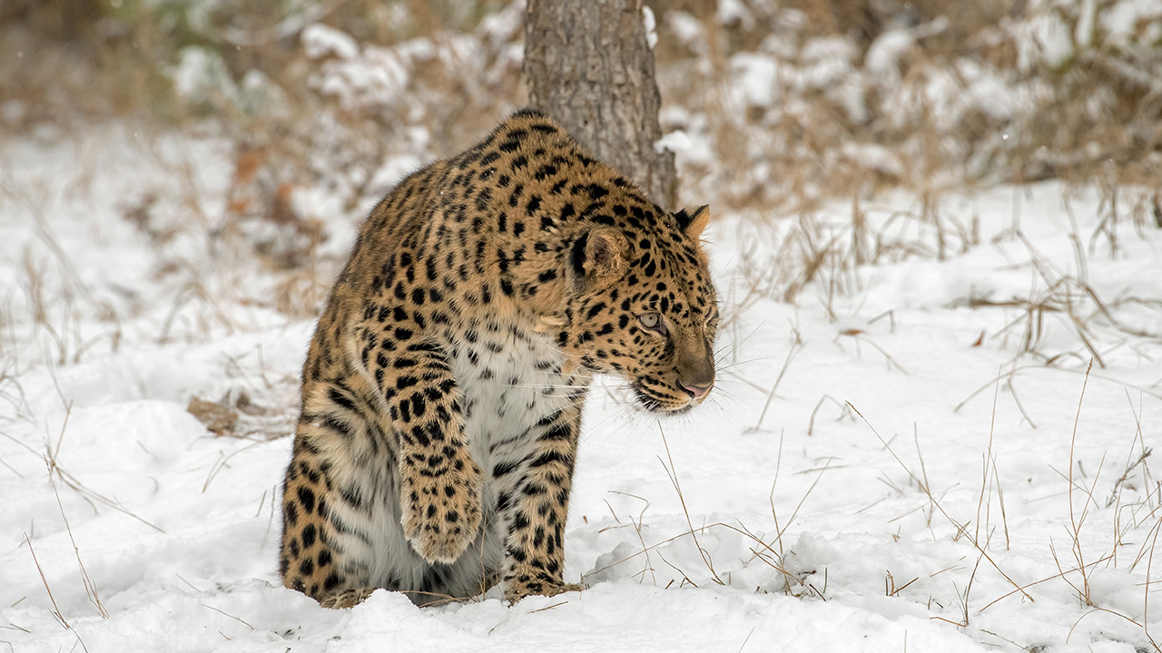Amur leopard lifting his paw from the snow