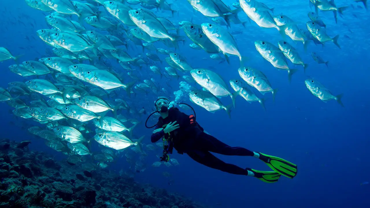 Coral Gardens of Wasini Island