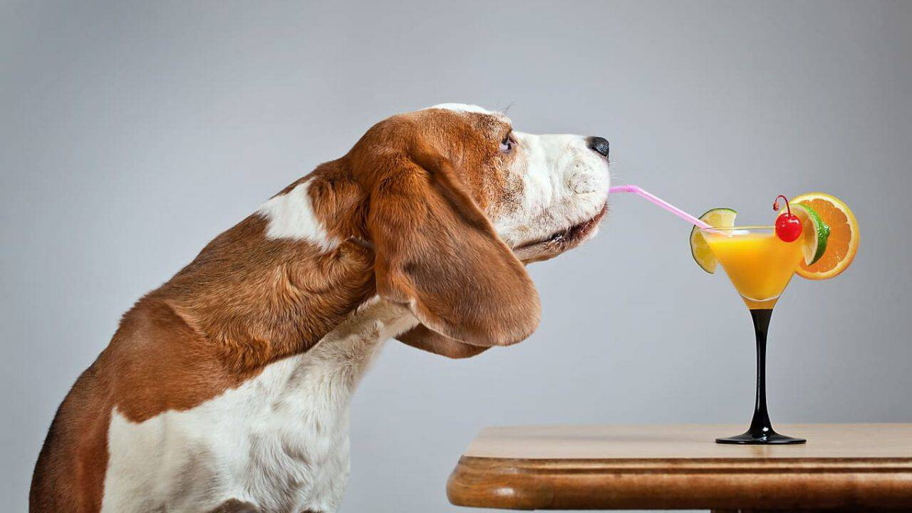 A dog drinking a drink from a long straw