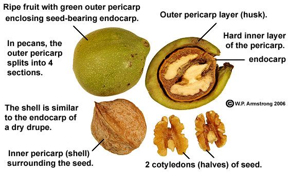Drupes Layers of a Pecan