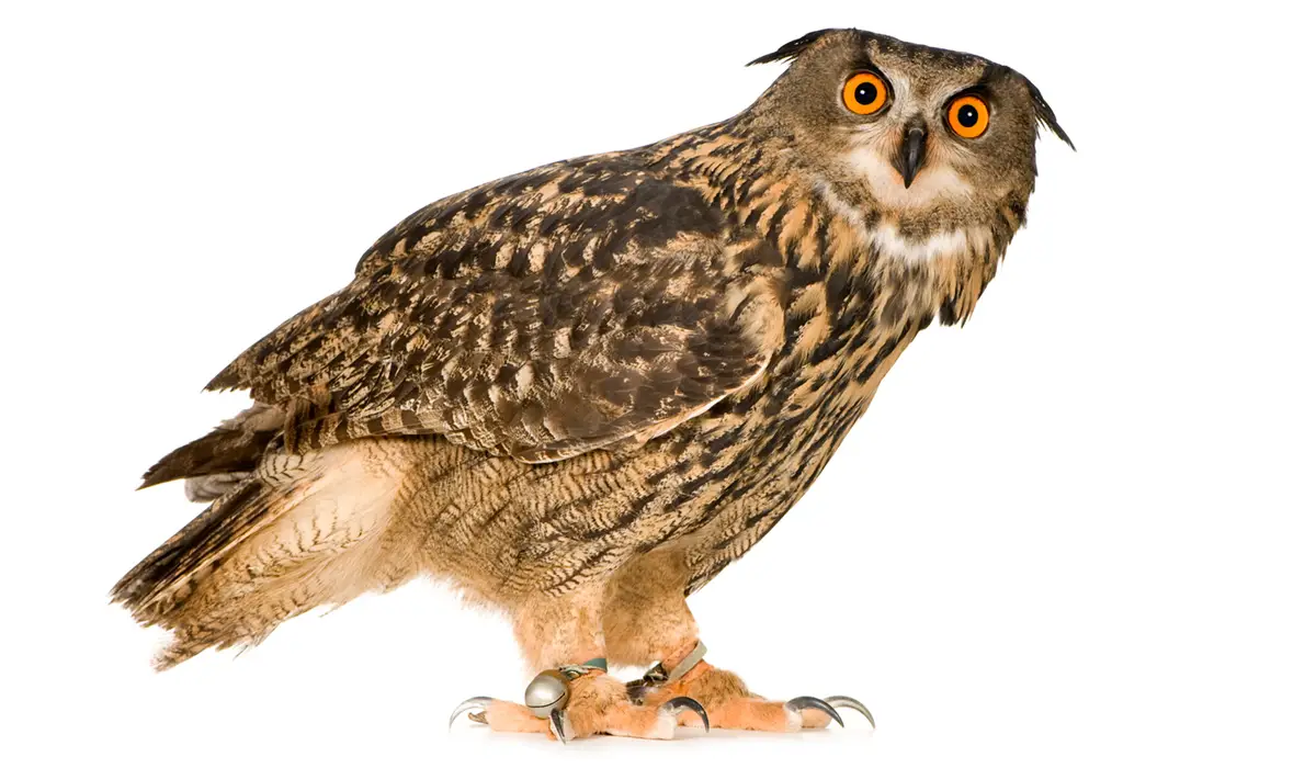 Eurasian eagle-owl, Bubo bubo, is a species of eagle-owl