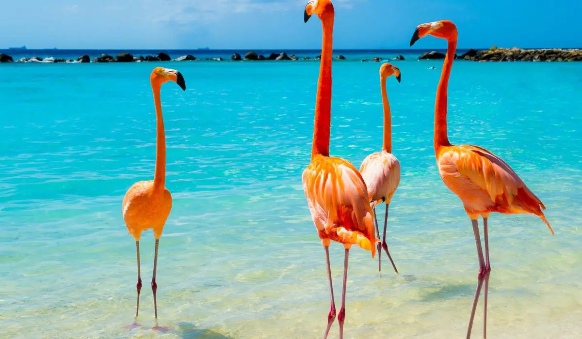 Flamingo Beach in Aruba