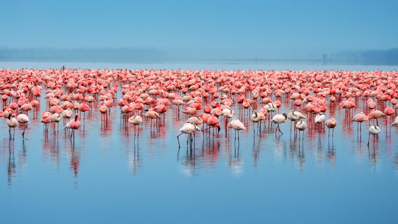 Flocks of flamingos at Lake Nakuru
