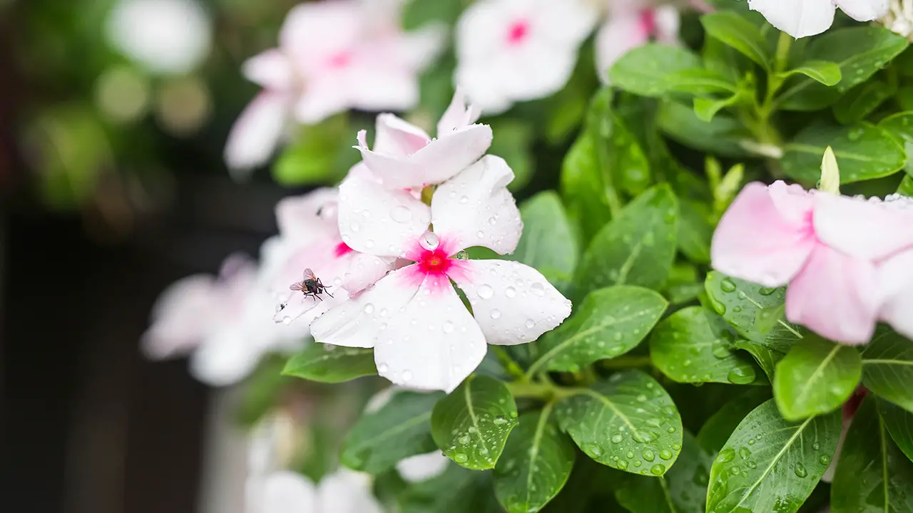 Flowers with rain drops in garden the West indian periwinkle