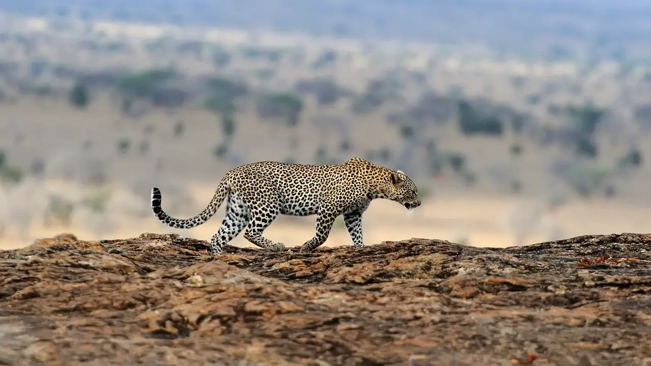 Leopard in National park of Kenya