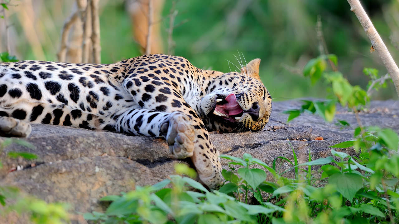 Leopard licking its mouth while laying down