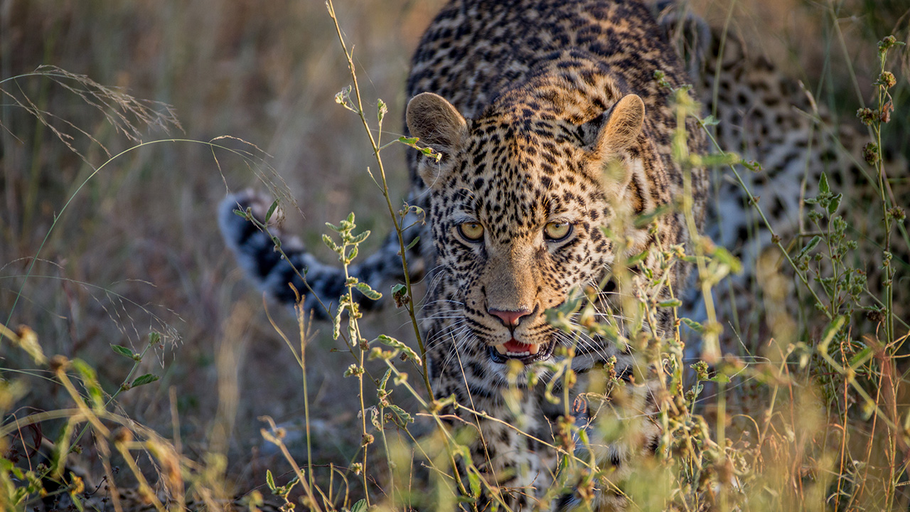 Leopard on the hunt in the high grass