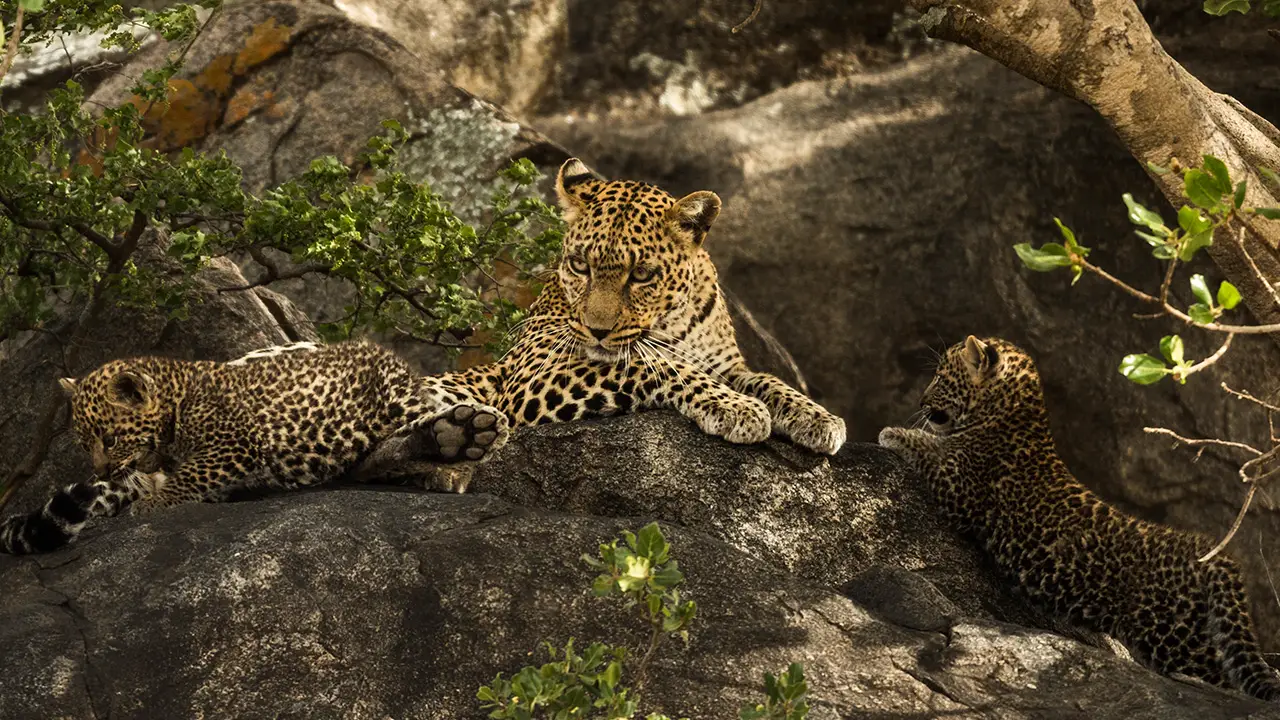 Leoprad and her cubs resting on rocks Serengeti Tanzania Africa