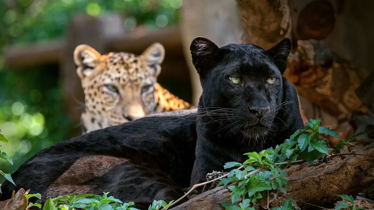 Panther and leopard in natural atmosphere