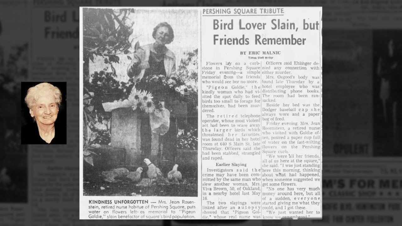 Newspaper clipping about “Pigeon” Georgina Goldie Osgood