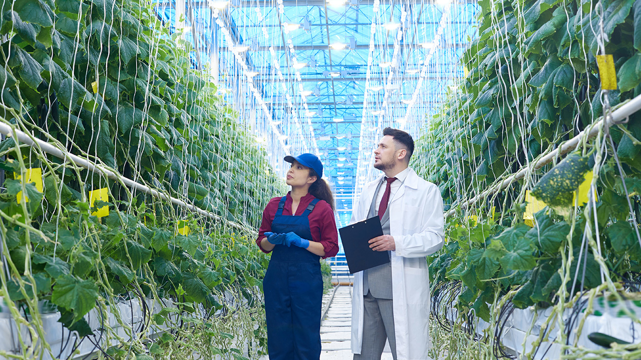 Scientists examining vegetables in plantation