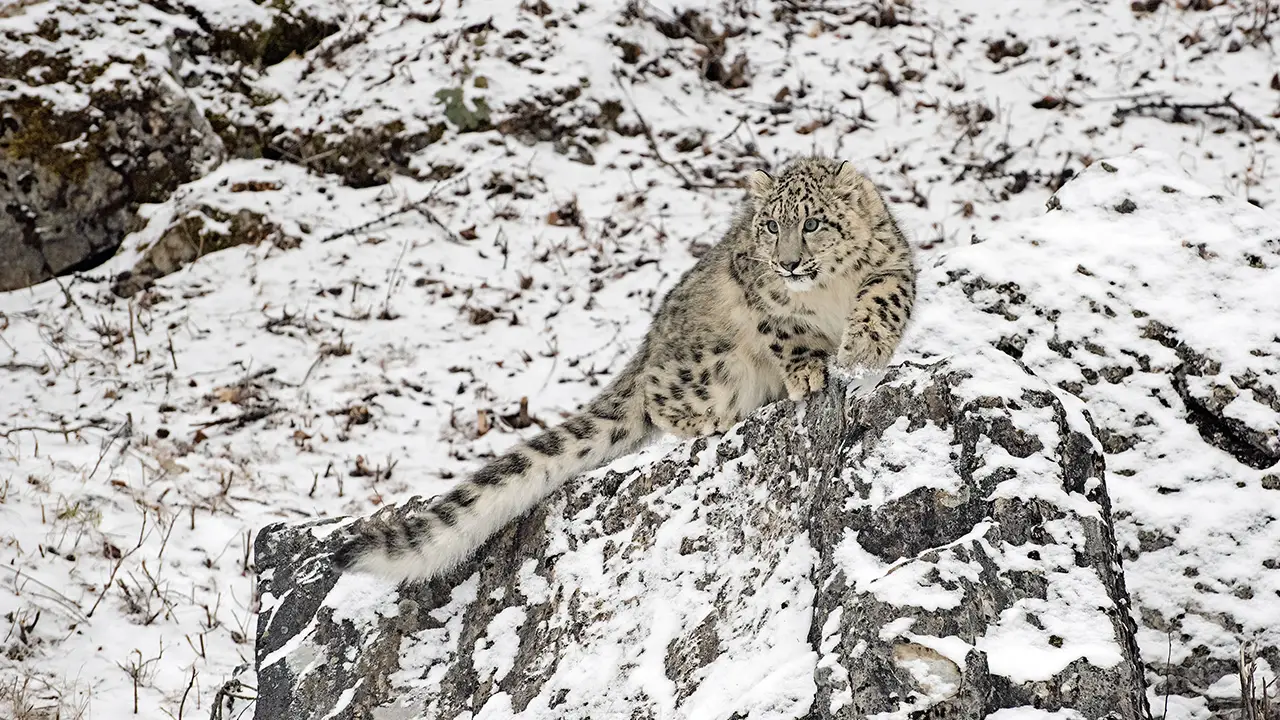 Snow leopard cub crouched on cliff