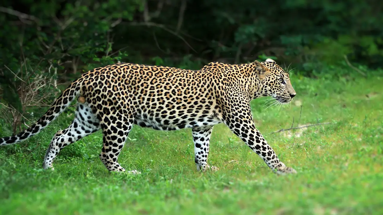 Solo leopard walking about