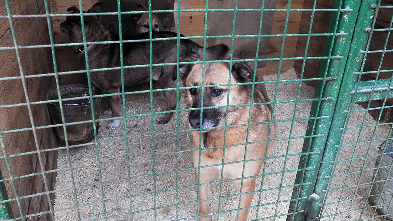 Three dogs in a cage