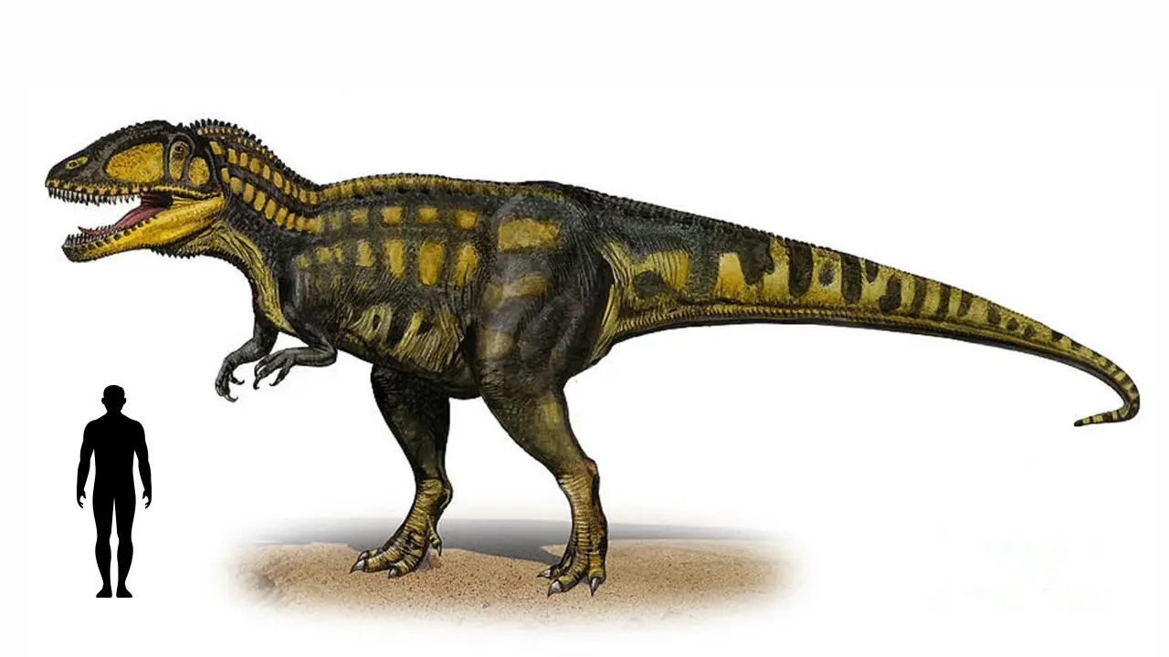 Carcharodontosaurus Iguidensis