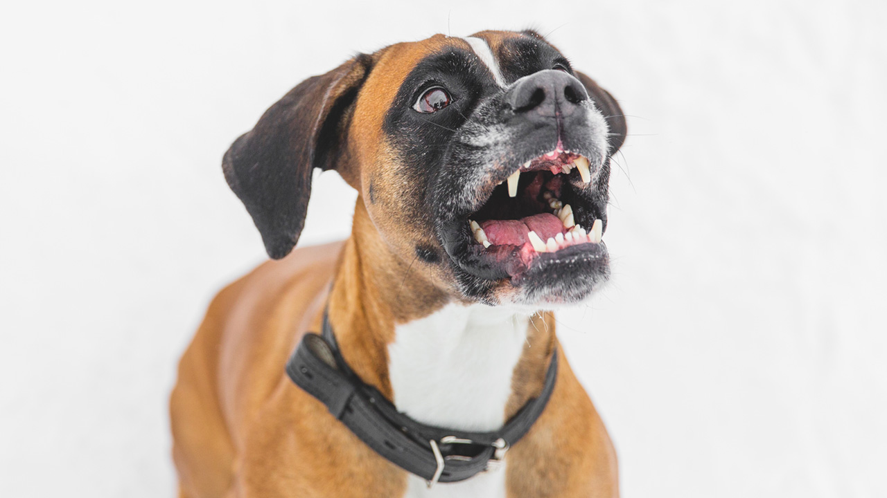 Boxer dog barking behind a white background